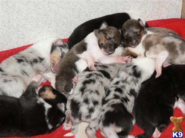 Collie Puppies